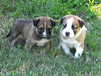 Puppies - Kostenloses image #275365